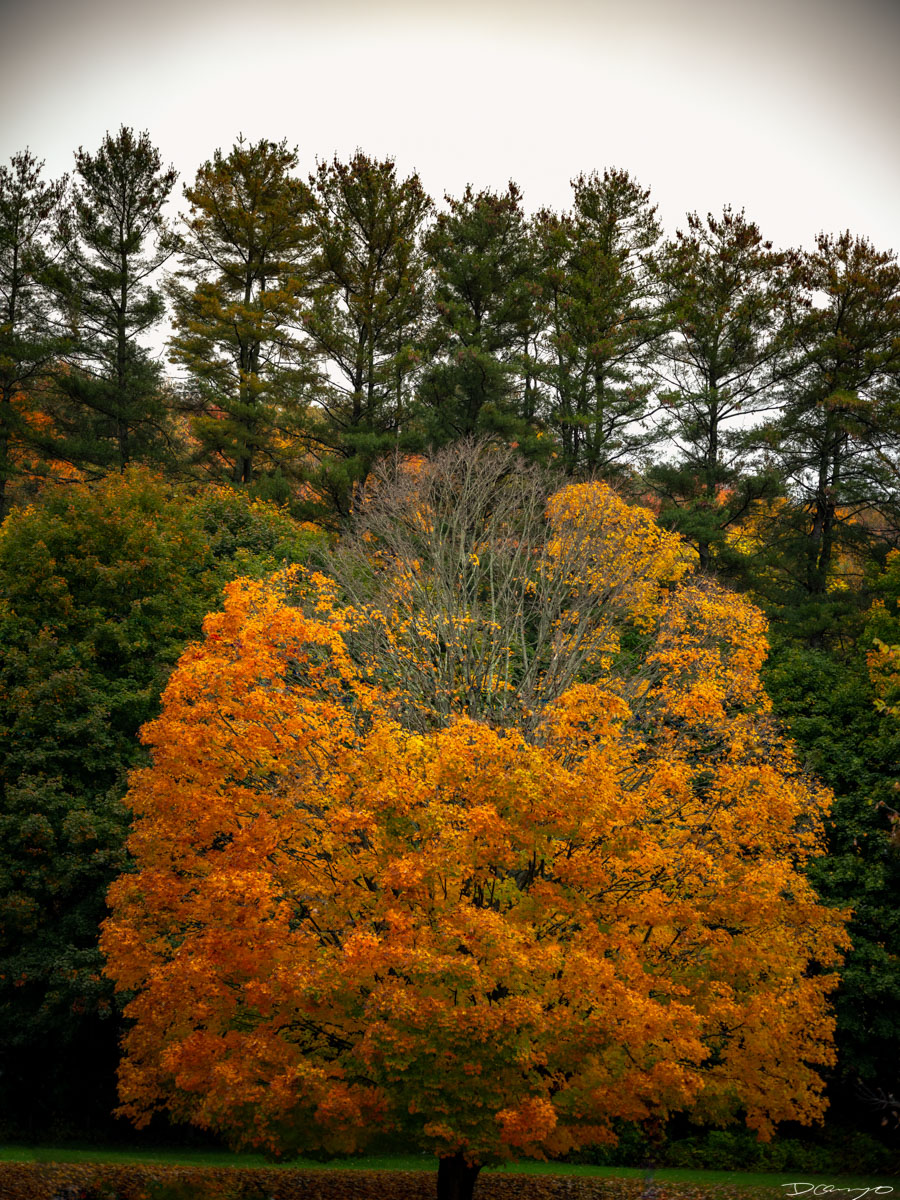 Fall colors in Great Barrington Massachussets in Fall of 2022.